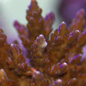 1243-juvanile_staghorn_coral0737.JPG