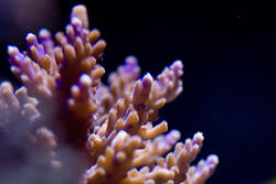 1204-juvanile_staghorn_coral1426.jpg