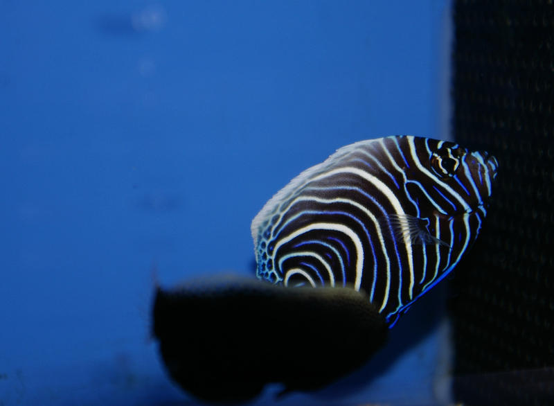 beautiful concentric patterns of a koran angel fish underwater