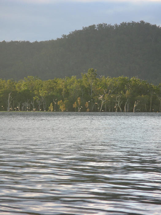 common cockatoos roosting at sunset, lake tinaroo, queensland, australia