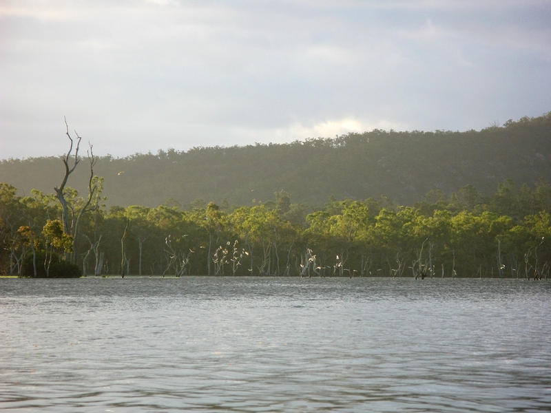 common cockatoos roosting at sunset, lake tinaroo, queensland, australia