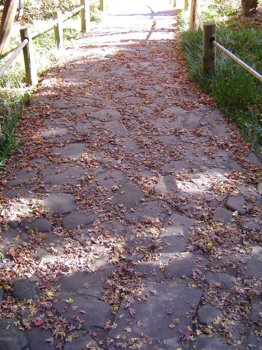 fallen leaves on stone footpath