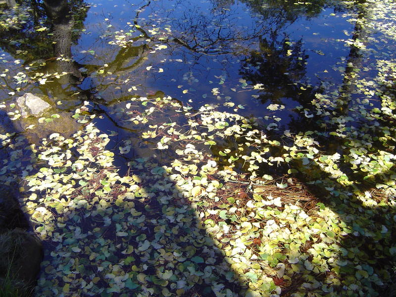 blue reflections and contrasting yellow leaves on a pond