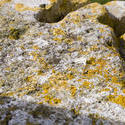 1112-lichen_rock_1898.jpg