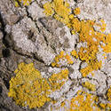 1113-litchen_yellow_rock_P1777.jpg