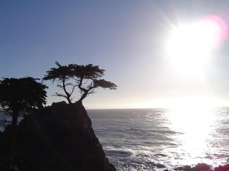 lone cyprus tree on the monterey coast, california