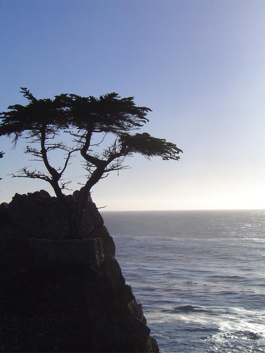 lone cyprus tree on the monterey coast, california