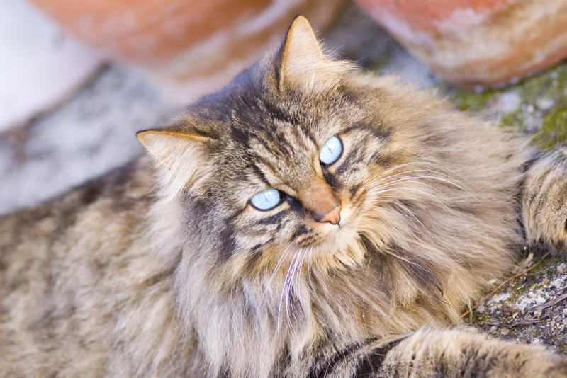 a domestic cat with blue eyes and long hair