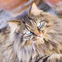 1136-longhaired_cat_1579.jpg