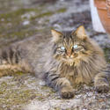 1137-longhaired_cat_1581.jpg