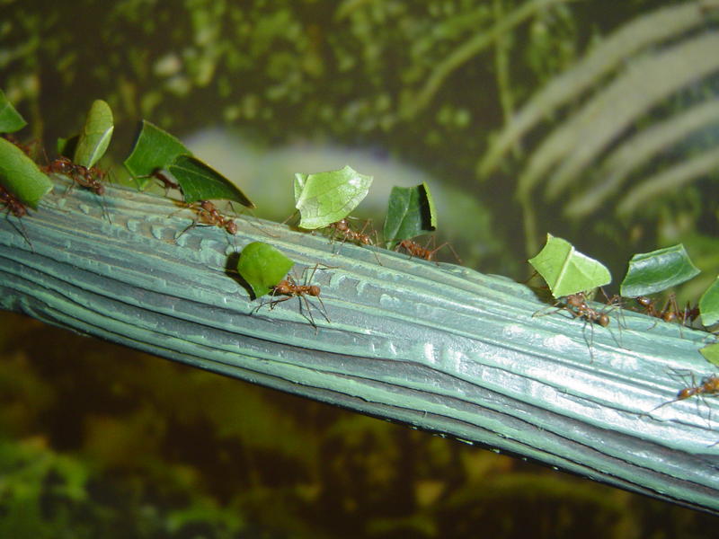 leaf cutter ants crawing along a branch