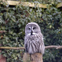 832-masked owl