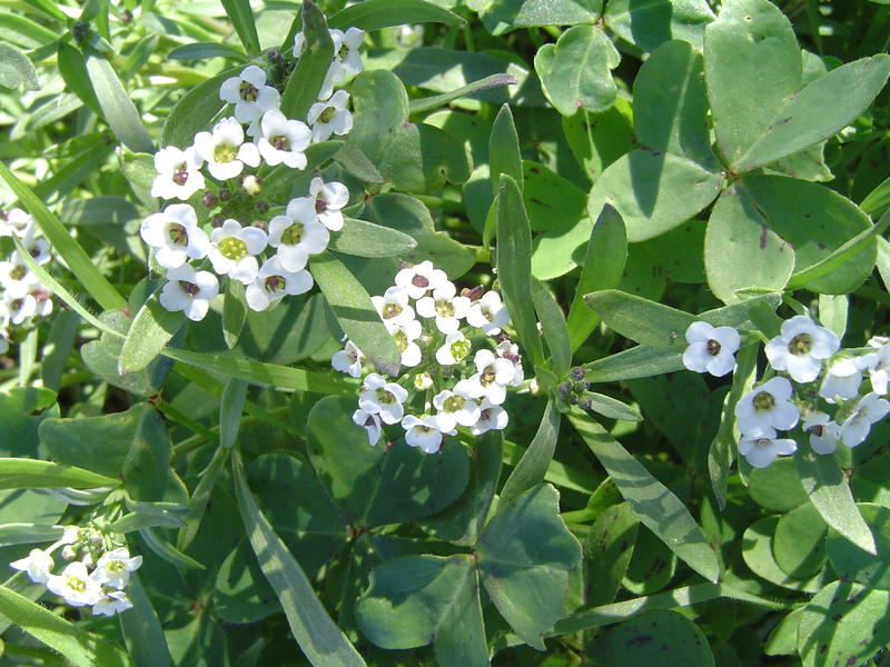 close up on spring meadow flowers