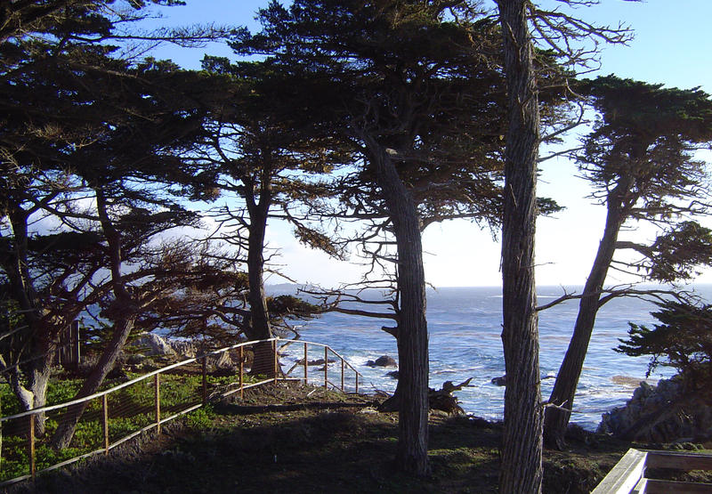 trees on the monterey coast, california, usa