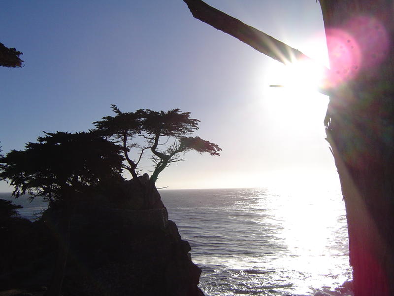 lone cyprus tree on the monterey coast, california