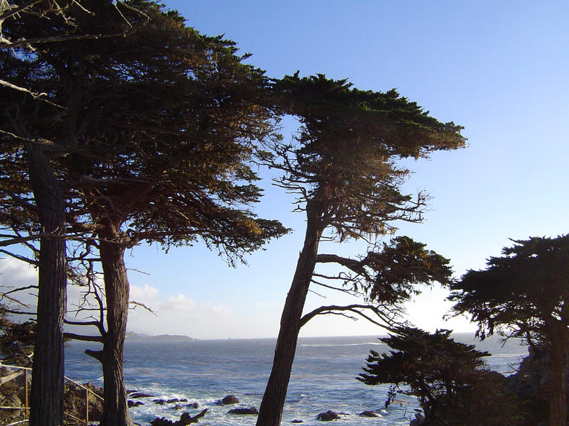 trees on the monterey coast, california, usa