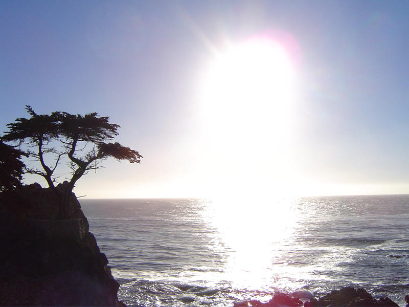 lone cyprus tree on the monterey coast, california