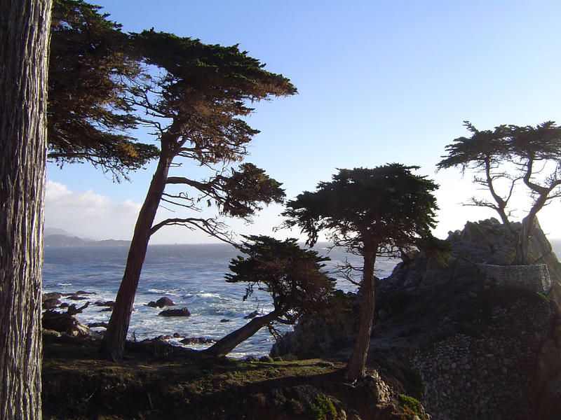 trees on the monterey coast, california, usa