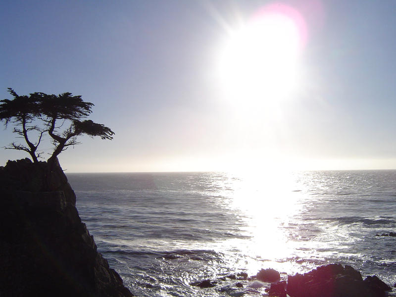 lone cyprus tree on the monterey coast, california