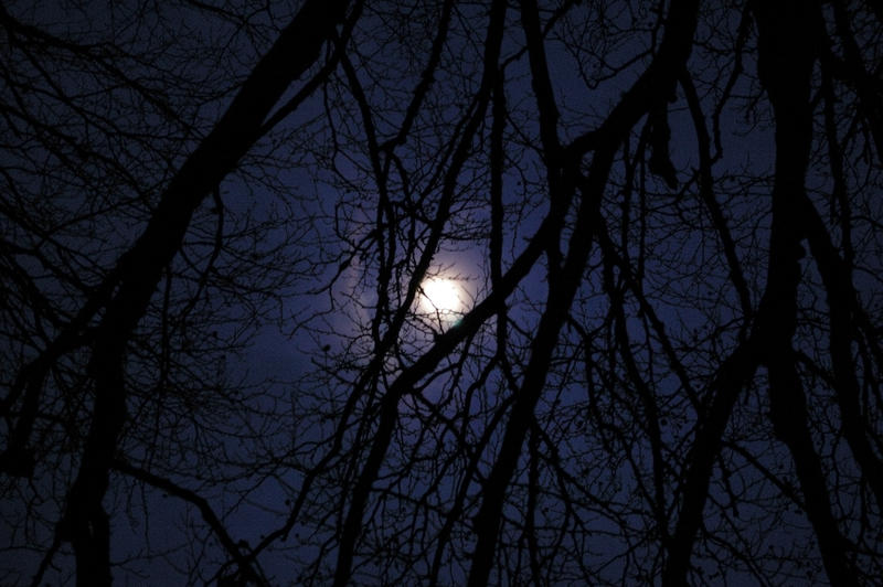 nocturnal, moon night throught the trees