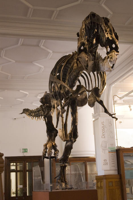 a t-rex dinosaur skeleton in a museum