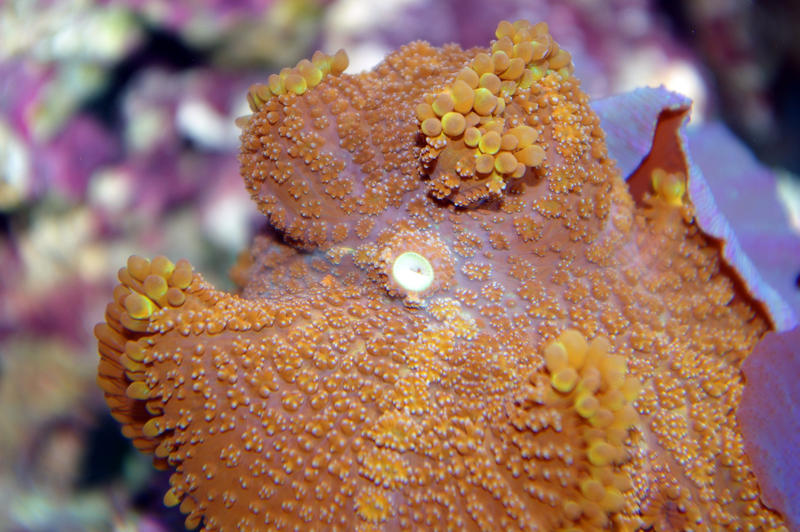 coral mushroom anemones in an aquarium