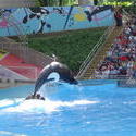 666-orca_killer_whale184.jpg