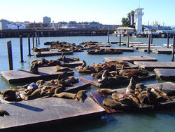 1001-pier_39_seals_01889.JPG