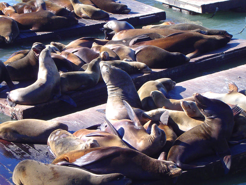 famous seals in sancfancisco bay, near pier 39 and fishermans sharf