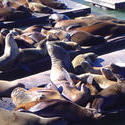 1002-pier_39_seals_01890.JPG