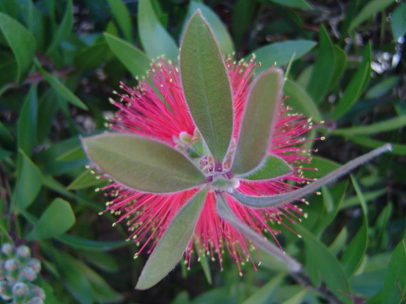 close up on some pink flowers