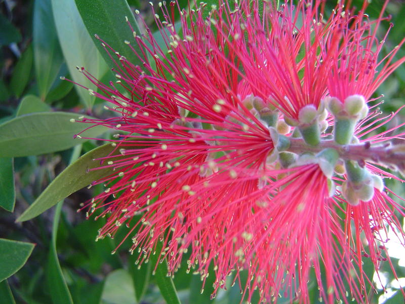 close up on some pink flowers