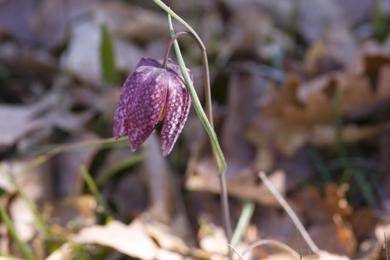 pretty purple/burgundy bell shaped flowers