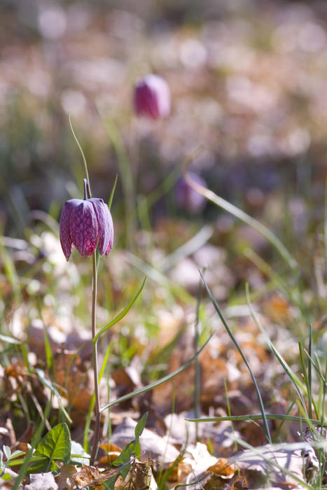 pretty purple/burgundy bell shaped flowers