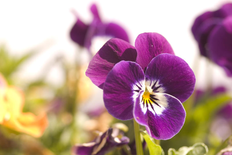 pretty flowers - purple pansy violets