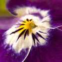 1124-purple_pansies1702.jpg