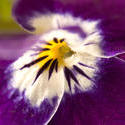 1124-purple_pansies1702.jpg