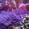 1206-purple_soft_corals_02317.JPG