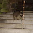 667-racoon_00821_1.jpg