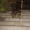 667-racoon_00821_1.jpg