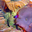 1207-red_mushroom_anemones02427.JPG