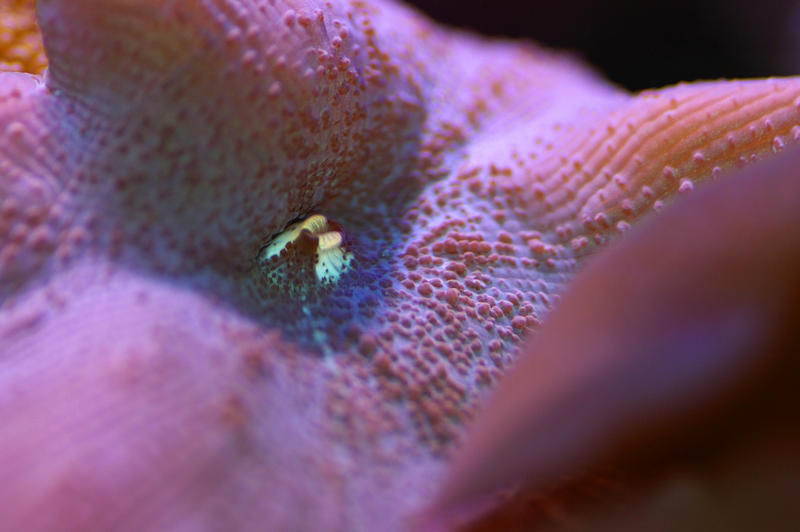 details of a red mushroom disc coral, Actinodiscus, also known as a flower coral anemone