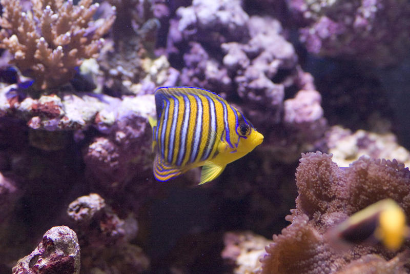 distinctive yellow and blue stripes of a yellow angel fish