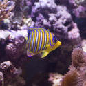 1245-royal_angel_fish1406.jpg