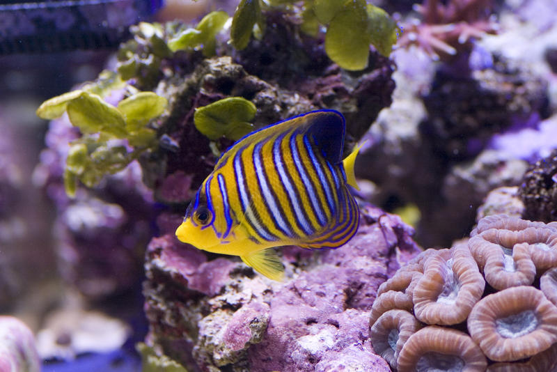 distinctive yellow and blue stripes of a yellow angel fish