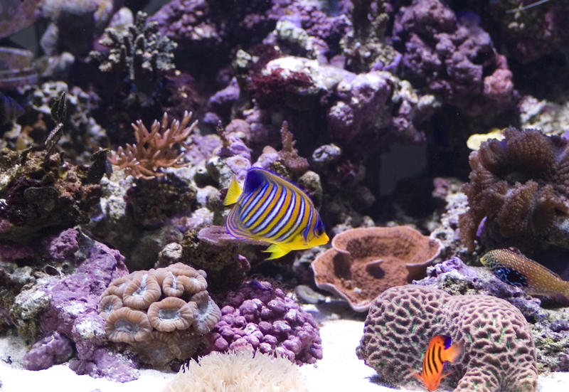 distinctive yellow and blue stripes of a yellow angel fish