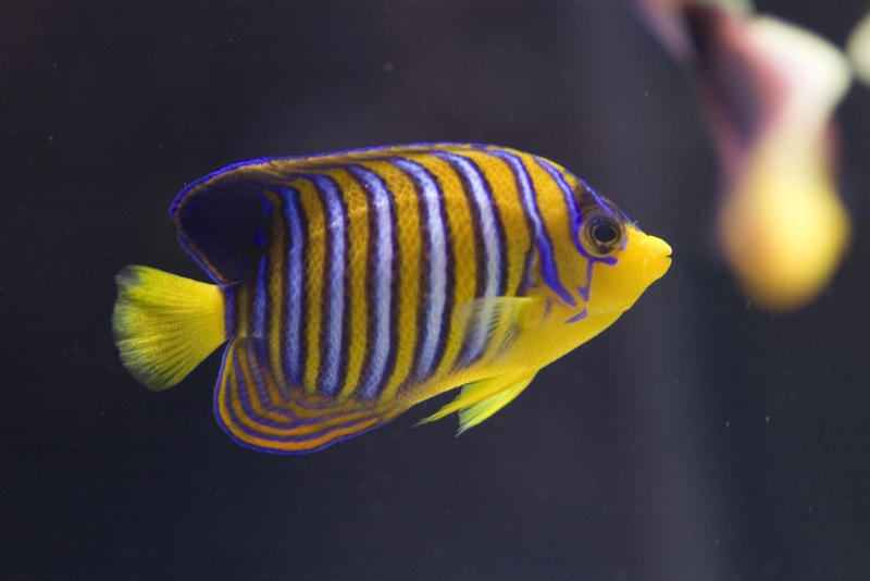 distinctive yellow and blue stripes of a yellow angel fish