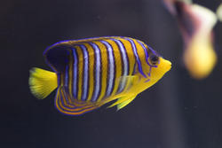 1210-royal_angel_fish_1455.jpg