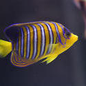 1210-royal_angel_fish_1455.jpg