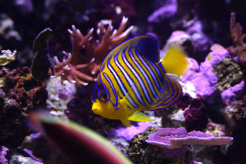 distinctive yellow and blue stripes of a yellow angel fish